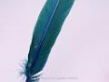 Feather color -  Ocean